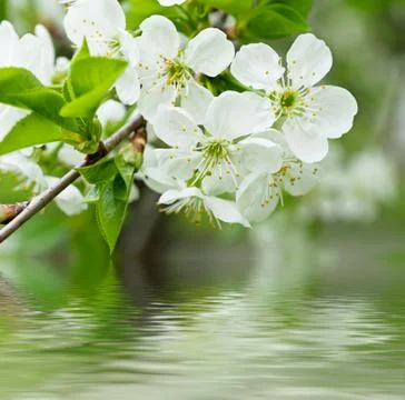 Cherry flowers Stock-Fotos