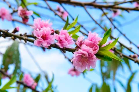 Cherry flowers Stock Photos