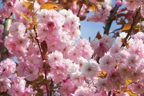 Cherry flowers Foto stock