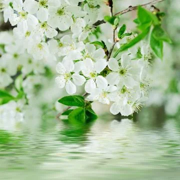 Cherry flowers Stockfoto's