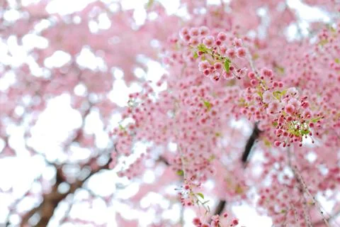 Cherry flowers Stock Photos
