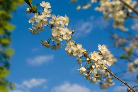 Cherry flowers Stock Photos