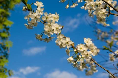 Cherry flowers Foto stock