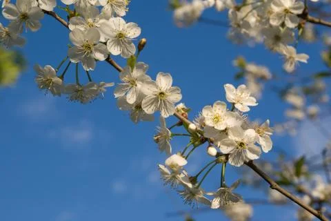 Cherry flowers Stock Photos