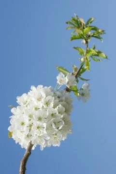 Cherry Flowers Stock Photos