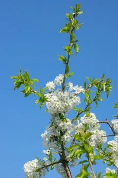 Cherry flowers Stock Photos