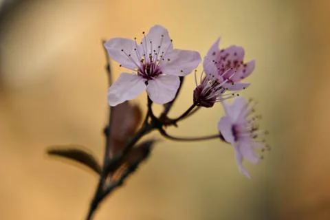 Cherry flowers Foto stock