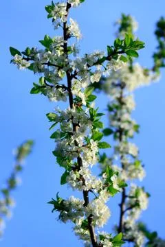 Cherry Flowers Stock Photos