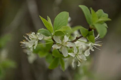 Cherry flowers Stock Photos