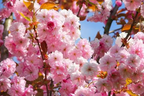 Cherry flowers Stock Photos