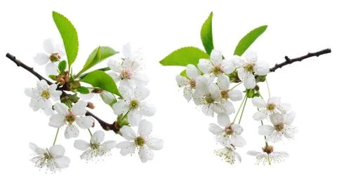 Cherry flowers Stock Photos
