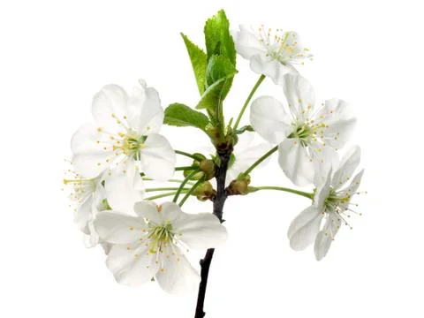 Cherry flowers. Stock Photos