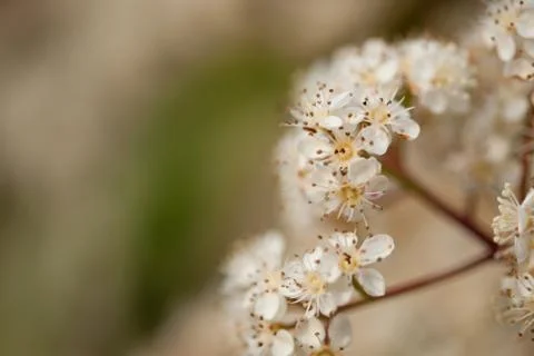 Cherry flowers Photos