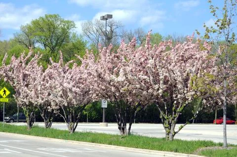 Cherry flowers Stock Photos