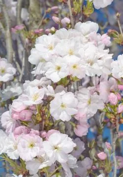 Cherry flowers Stock Photos