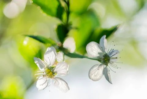 Cherry flowers. 스톡 사진