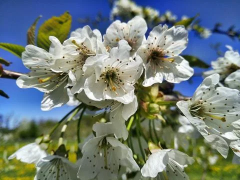 Cherry flowers. Stock Photos