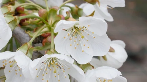 Cherry flowers in small clusters on a cherry tree branch, fading in to white. Stock Footage 128141403