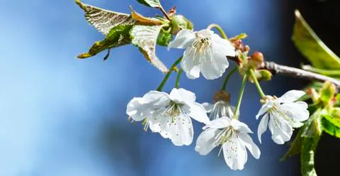 Cherry flowers in small clusters on a cherry tree 库存照片