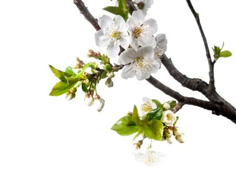Cherry Flowers in Spring Over White Background Ilustração Stock