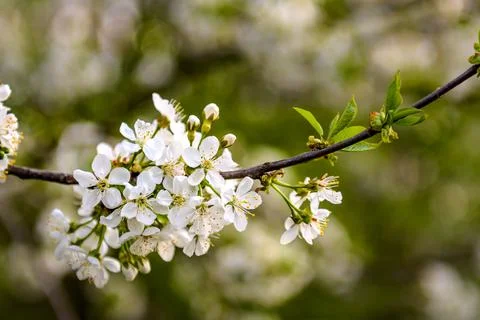 Cherry flowers in spring Stock Photos