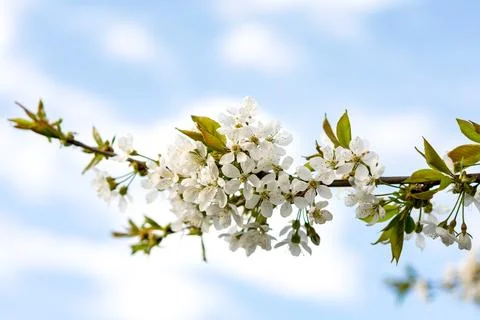 Cherry flowers in spring Stock Photos