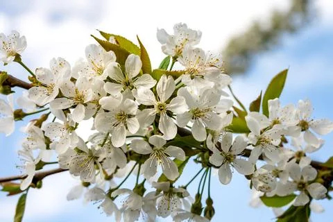 Cherry flowers in spring Stock Photos
