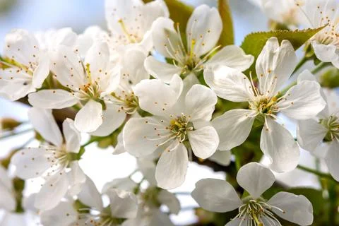 Cherry flowers in spring Stock Photos