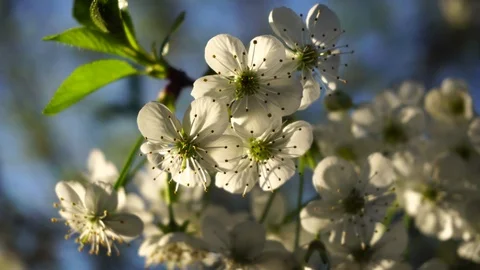 Cherry flowers in spring sun Video stock 90787257