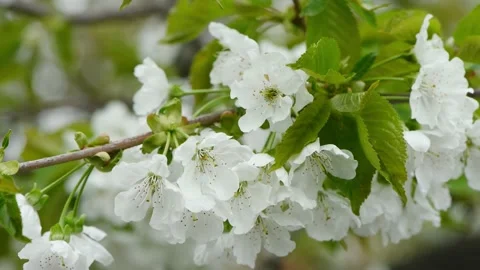 Cherry flowers in spring. White flowers sway in the wind. Stock Footage 192339957