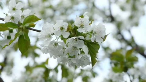 Cherry flowers in spring. White flowers sway in the wind. Stock Footage 192346085