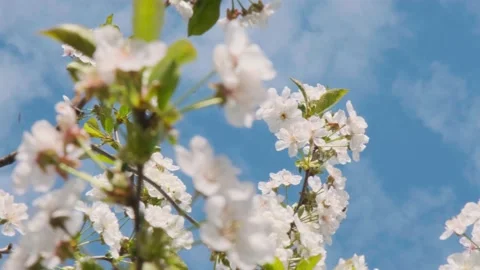 Cherry flowers. Strong cherry blossoms in spring. Fresh cherry flowers. White Stock Footage 194583544