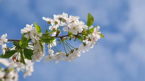 Cherry flowers. Strong cherry blossoms in spring. Fresh cherry flowers. White Video stock 195122661