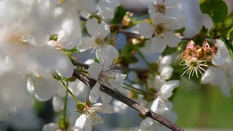 Cherry flowers. Strong cherry blossoms in spring. Fresh cherry flowers. White Stock Footage 199091826