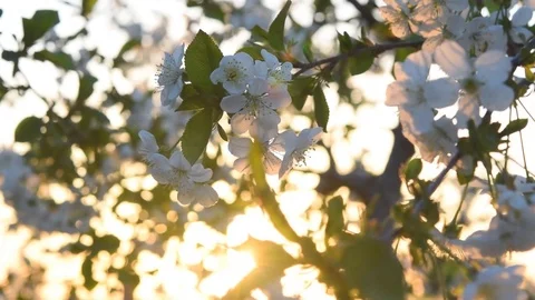 Cherry flowers on sunrise Stock Footage 83527944