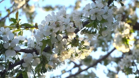 Cherry flowers at sunset Stock-Footage 75207376