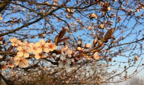 Cherry flowers at sunset Stock Photos