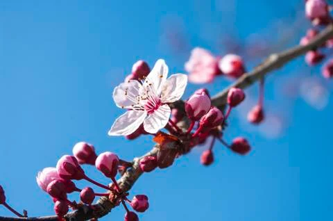 Cherry flowers tree, blooming in springtime, blue sky background behind. Bota Stock Photos