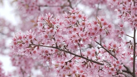Cherry flowers on a tree branch in springtime Stock Footage 102356813