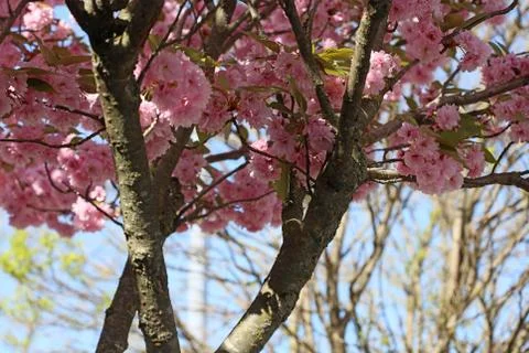 Cherry flowers on tree close up summer background high quality print Stock Photos