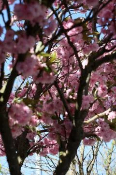 Cherry flowers on tree close up summer background high quality print Stock Photos