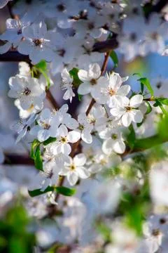 Cherry flowers on a tree. Spring day Stock Photos