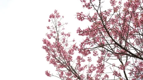 Cherry flowers on tree with white background Stock Footage 102642964