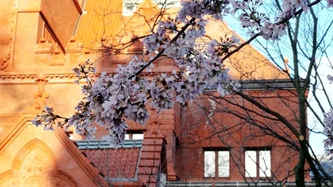 Cherry flowers in the wind Stock Footage 74226095