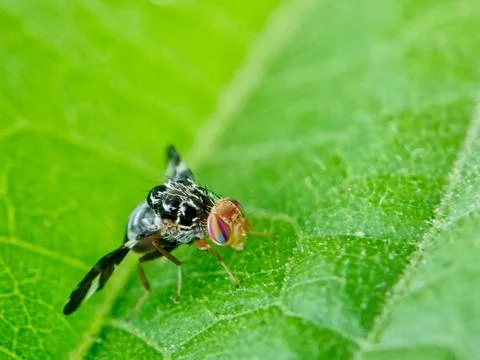 Cherry fly Stock Photos