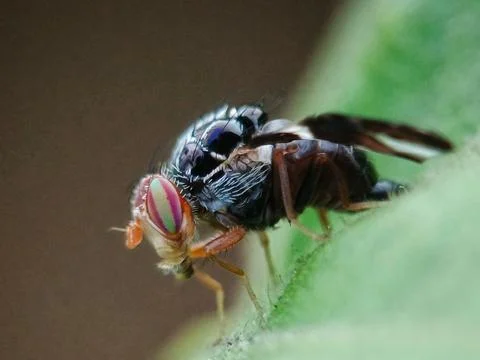 Cherry fly Stock Photos