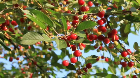 Cherry Video stock 779773