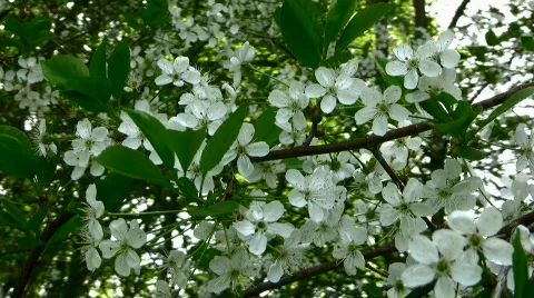 Cherry Stock Footage 815507