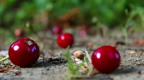 Cherry Stock Footage 51660126