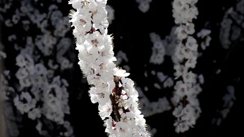 Cherry Stock Footage 73357321